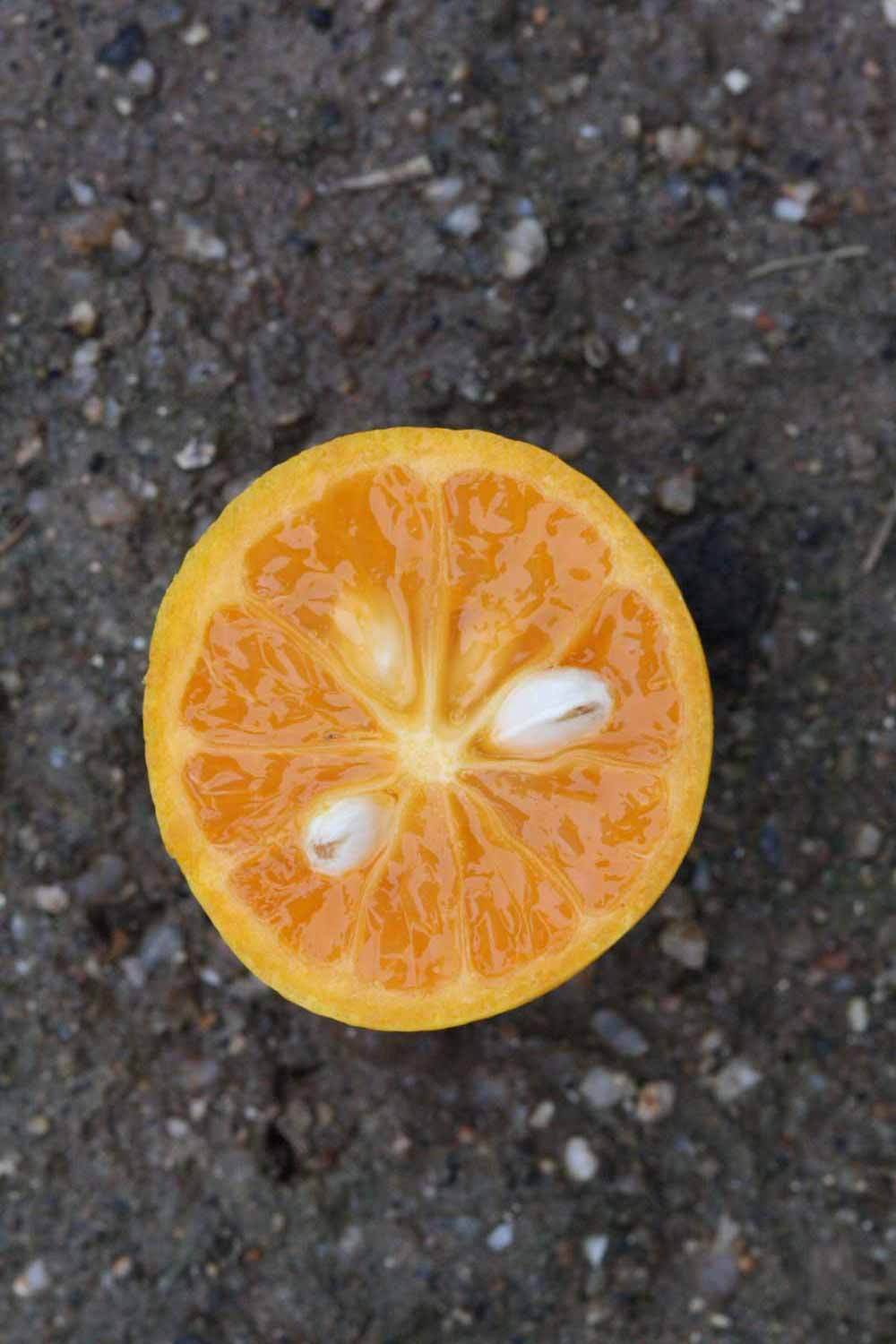            Fruit cross-section (Riverside, CA)   